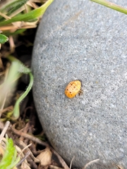 Coccinella undecimpunctata