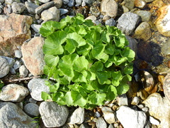 Cardamine asarifolia