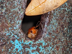 Shelfordella lateralis