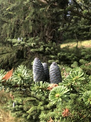 Abies koreana