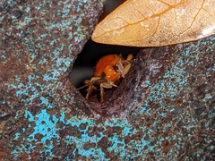 Shelfordella lateralis
