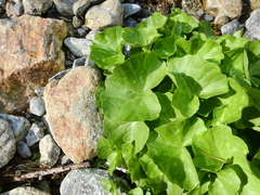 Cardamine asarifolia