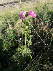 Malva moschata