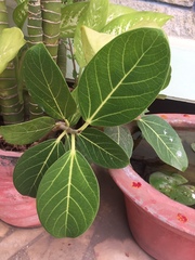 Ficus benghalensis