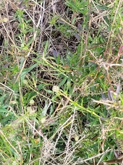 Lepidium bonariense