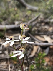 Caladenia cucullata