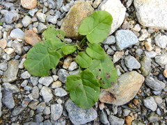 Rumex acetosa