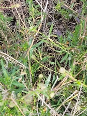 Lepidium bonariense