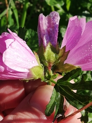 Malva moschata