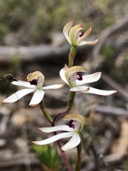 Caladenia cucullata