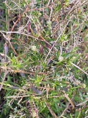Lepidium bonariense
