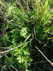 Malva moschata