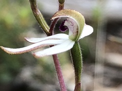 Caladenia cucullata