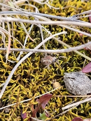 Socca pustulosa