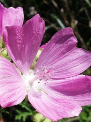 Malva moschata