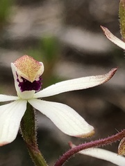 Caladenia cucullata