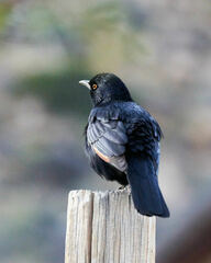 Onychognathus nabouroup