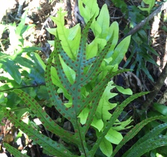 Microsorum pustulatum pustulatum