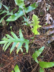 Microsorum pustulatum pustulatum