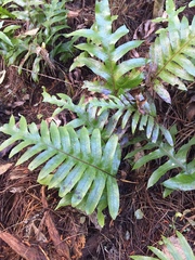 Microsorum pustulatum pustulatum