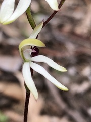 Caladenia cucullata