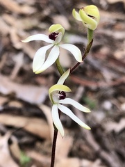 Caladenia cucullata