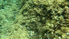 Parablennius tentacularis