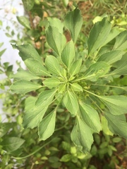 Acalypha indica