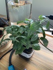 Fittonia albivenis