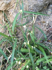 Melasphaerula graminea