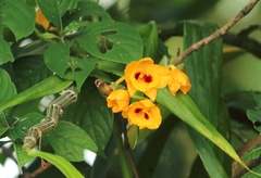 Dendrobium chrysanthum