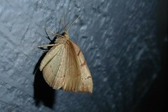 Sestra humeraria