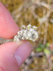 Racomitrium lanuginosum