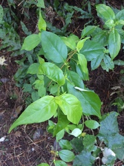 Geniostoma ligustrifolium