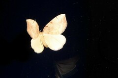 Sestra humeraria