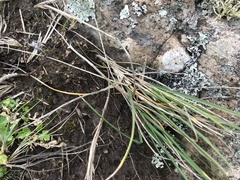 Poa chathamica