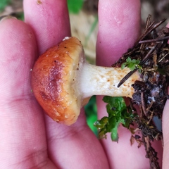 Pholiota lubrica