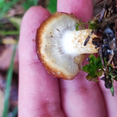 Pholiota lubrica
