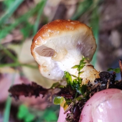 Pholiota lubrica