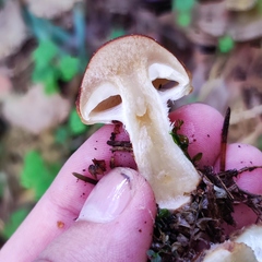 Pholiota lubrica