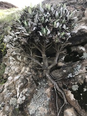 Macrolearia chathamica