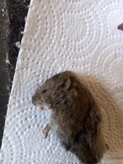 Microtus arvalis