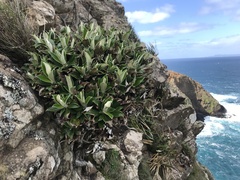 Macrolearia chathamica