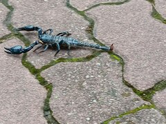 Heterometrus spinifer