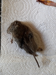 Microtus arvalis