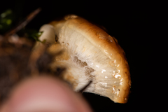 Pholiota lubrica
