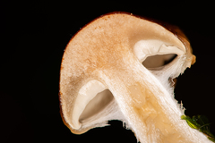Pholiota lubrica