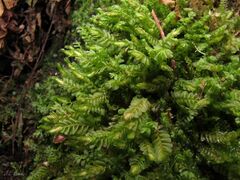 Plagiochila