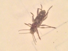 Xylotrechus stebbingi