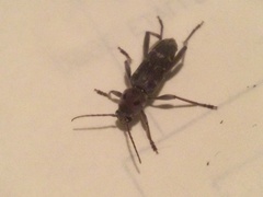 Xylotrechus stebbingi